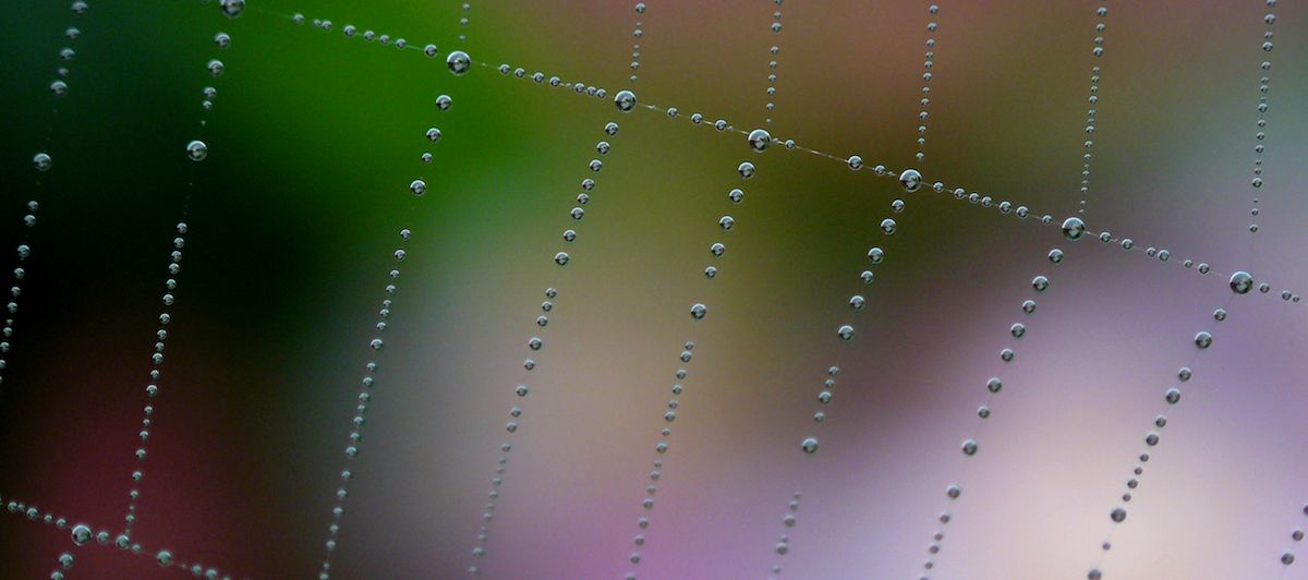 cobweb3.jpg